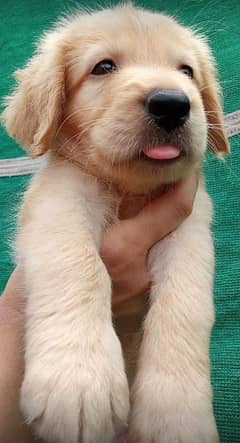 Golden retriever female puppies available