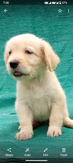 Golden retriever female puppies available