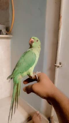 Tame Green Parrot 6 month