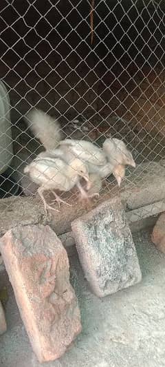 heera chicks and aseel chicks