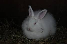 Red Eyes Rabbit