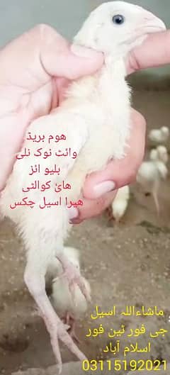 White Aseel Chicks / Heera Aseel / Choza/ Heera Chicks
