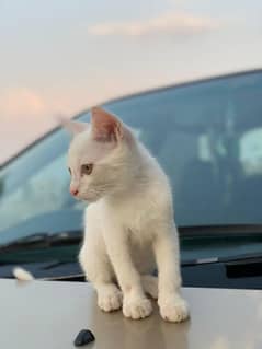 Beautiful russian female cat