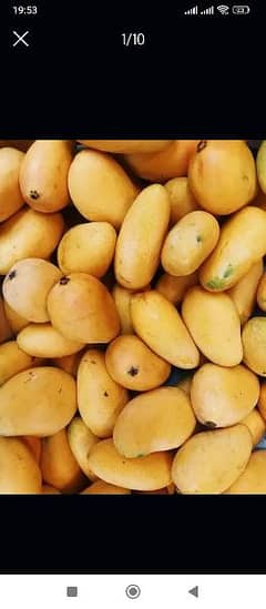Seasonal Mangoes