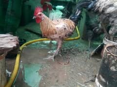 Chicken (Male) / Australian parrot (patte) for sale