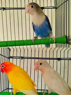 Love Birds Lutino persnanat/ Albino spilt ino/ Blue fisheri/ Cage