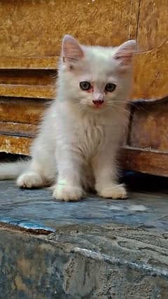 Little Persian cat white male