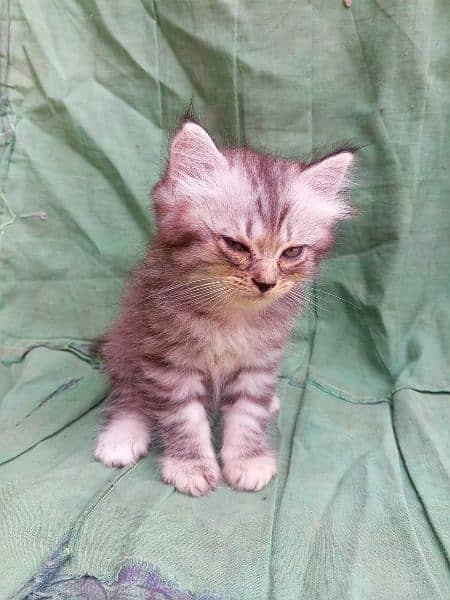 Persian triple Court 2 male kitten 2 female kitten or one pair cat 0