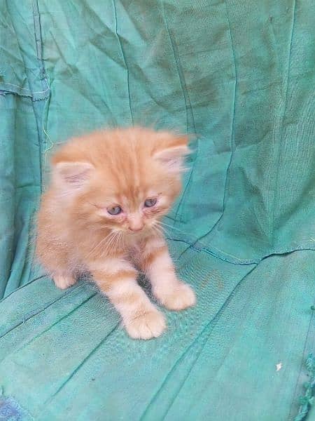 Persian triple Court 2 male kitten 2 female kitten or one pair cat 1