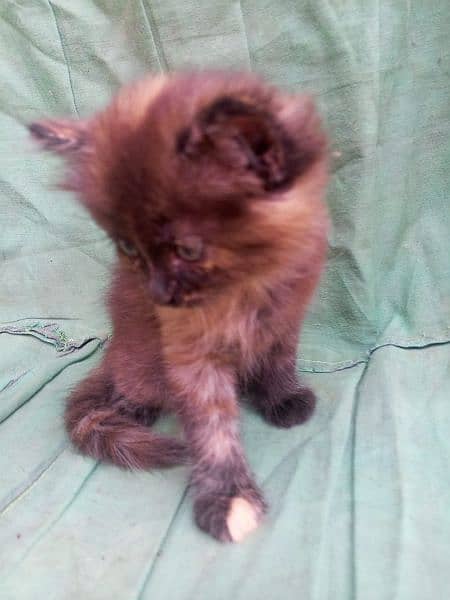 Persian triple Court 2 male kitten 2 female kitten or one pair cat 3