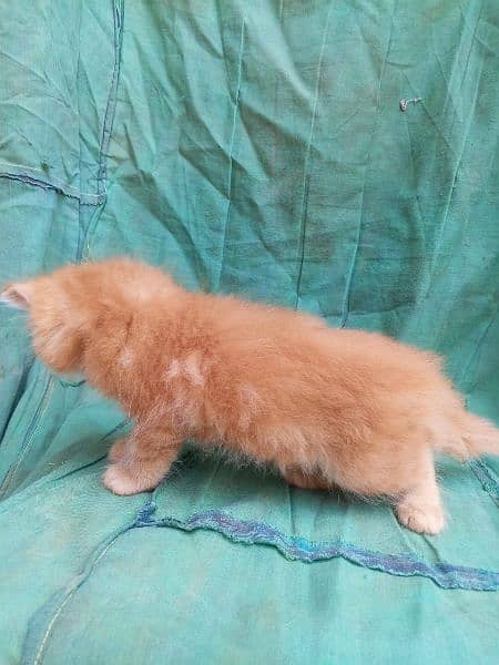 Persian triple Court 2 male kitten 2 female kitten or one pair cat 5