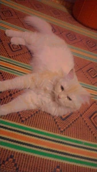 Persian triple Court 2 male kitten 2 female kitten or one pair cat 7