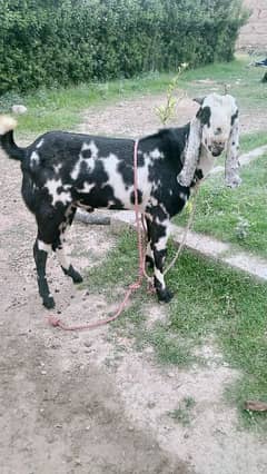 Male goat