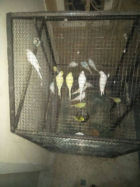 lovebirds with New Solid Cage 2