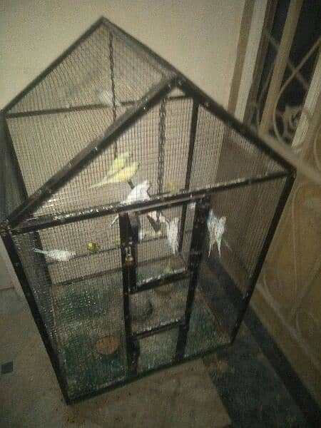 lovebirds with New Solid Cage 3