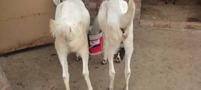 two goats of 1 year 4 month pargnent