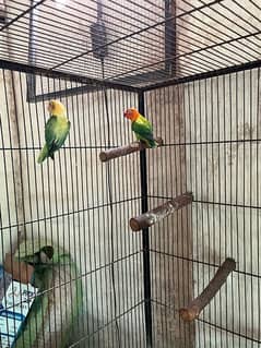 love birds full setup for sale with cages and box
