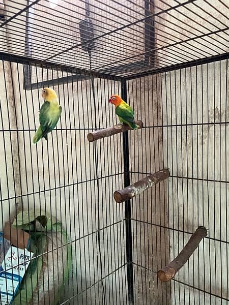 love birds full setup for sale with cages and box 0