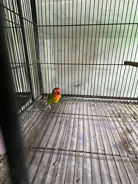 love birds full setup for sale with cages and box 2