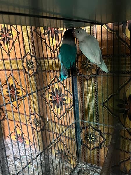 love birds full setup for sale with cages and box 3