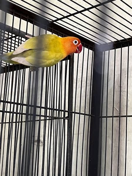 love birds full setup for sale with cages and box 4