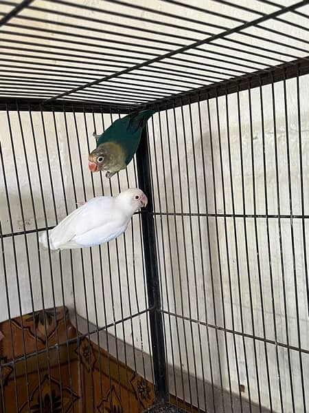 love birds full setup for sale with cages and box 5