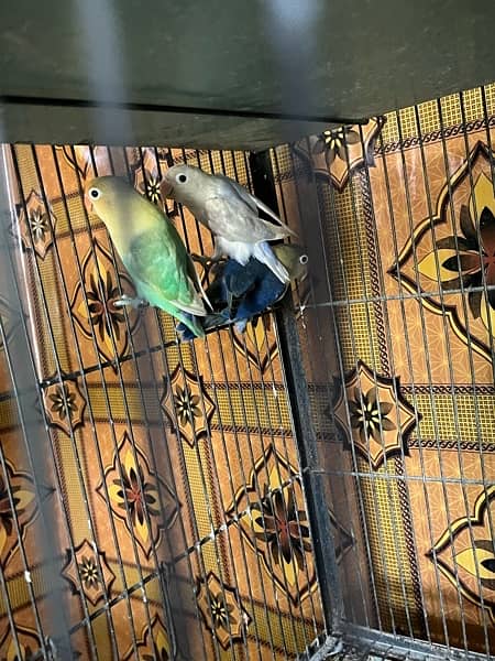 love birds full setup for sale with cages and box 6