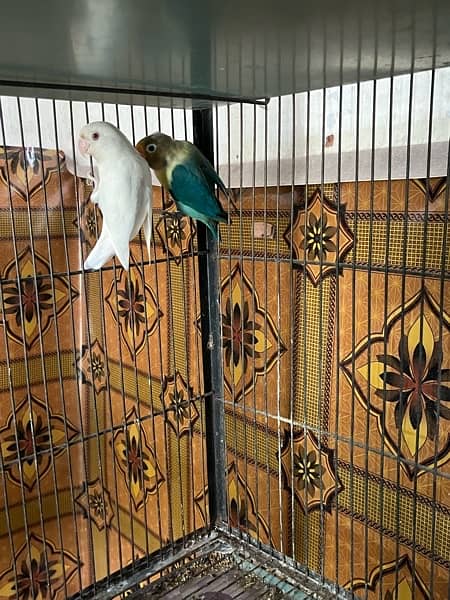 love birds full setup for sale with cages and box 7