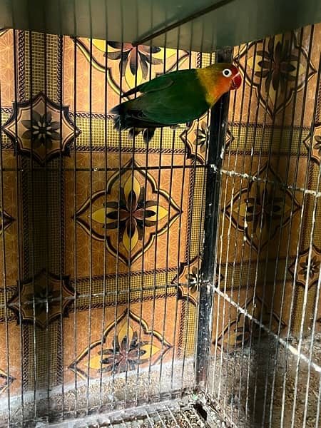 love birds full setup for sale with cages and box 8