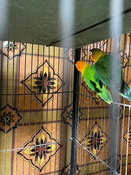 love birds full setup for sale with cages and box 9