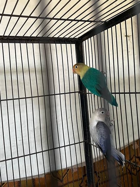 love birds full setup for sale with cages and box 10