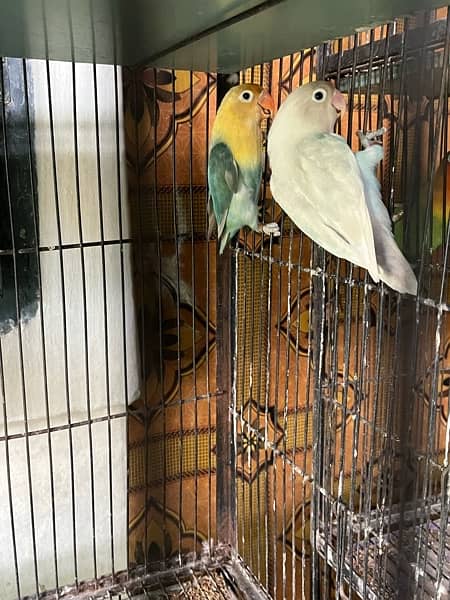 love birds full setup for sale with cages and box 11