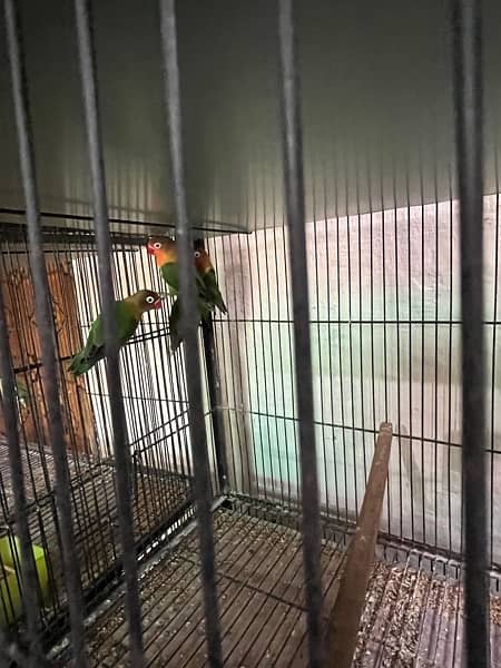 love birds full setup for sale with cages and box 12