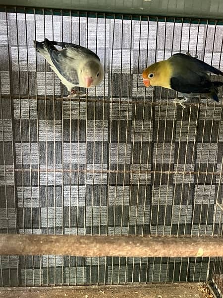 love birds full setup for sale with cages and box 16