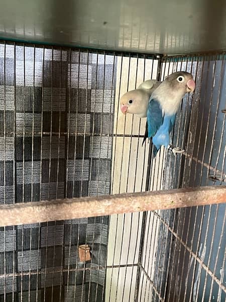 love birds full setup for sale with cages and box 17