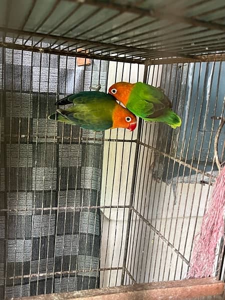 love birds full setup for sale with cages and box 18