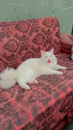 white persion cat home breed