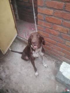 english pointer male