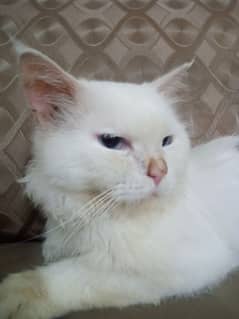 White Male Persian Cat For Sale