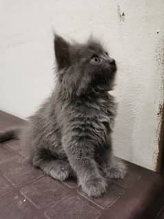 Persian grey kitten female 50days