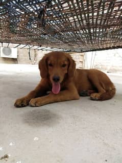 golden retriever female for sale