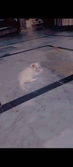 persain male kitten for sale. . . .