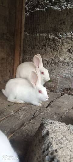 Rabbits for sale