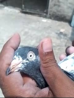 high quality pigeons for sale