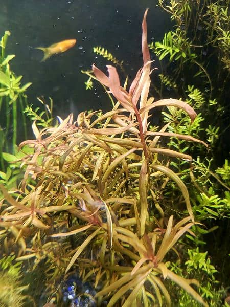 Live Aquarium Plants 4