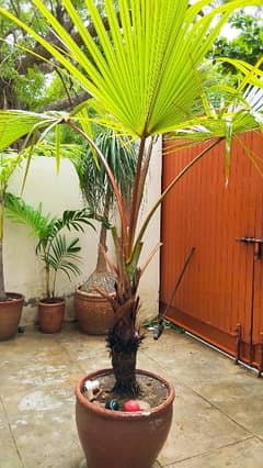 Ratina palm