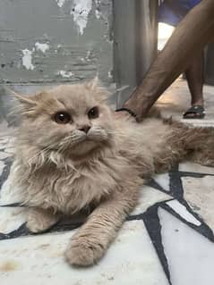 7 months triple coated biscuit colour Persian cat