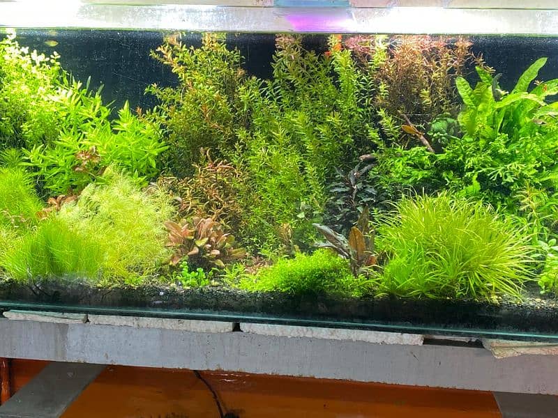 Live Aquarium Plants 0