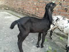 1 bakri with 1 pair of kids age 2 month