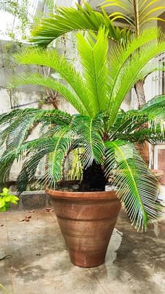 kangi palm/sago palm